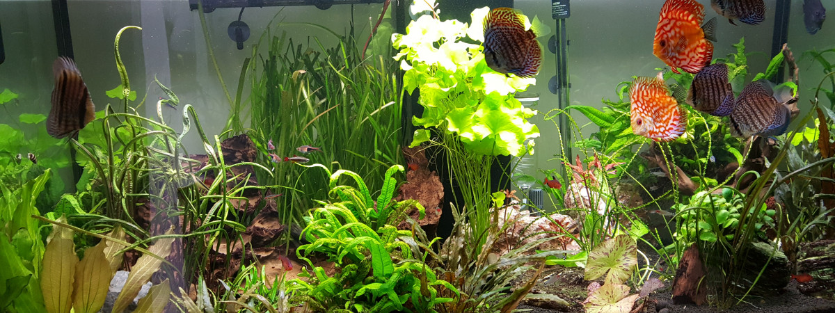 aquarium Bac à Discus