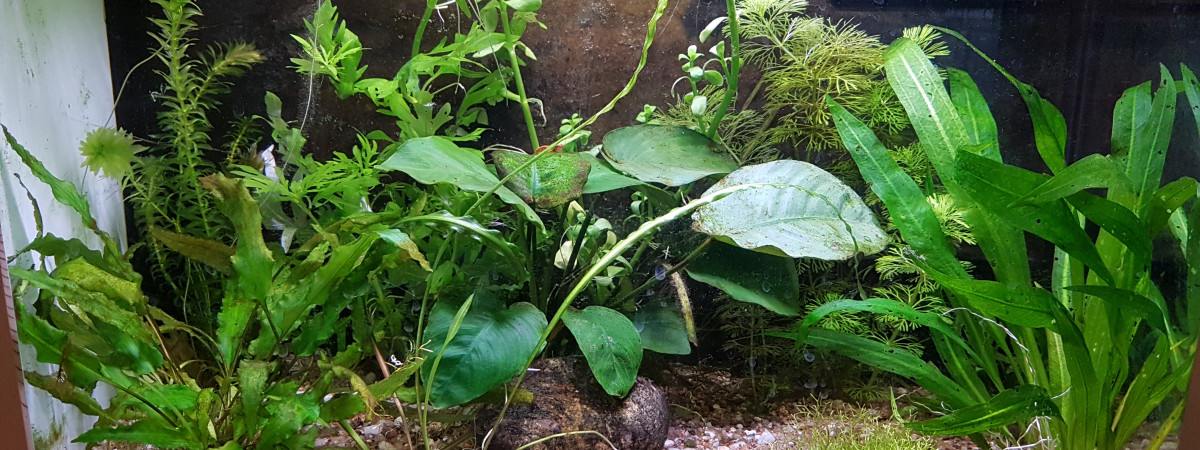 aquarium bac 30 L