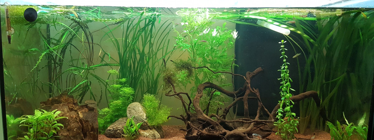 aquarium 200l asiatique