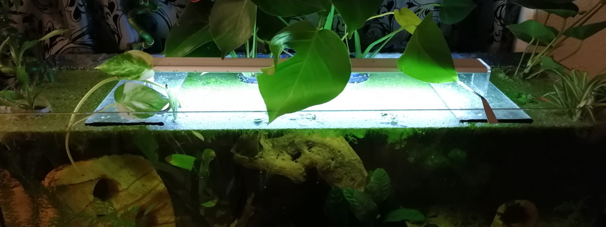 aquarium 120L low tech