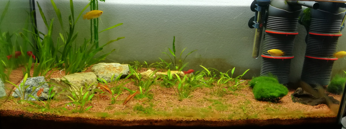 aquarium Communautaire 60L