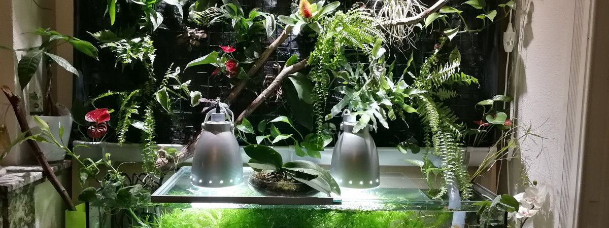 aquarium poissons rouge