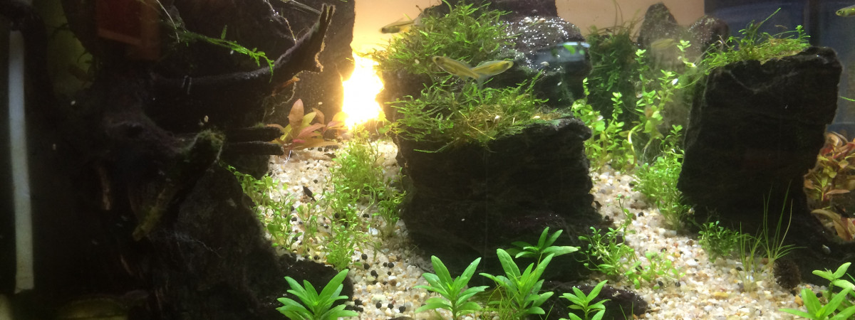 aquarium 54L Aquascaping