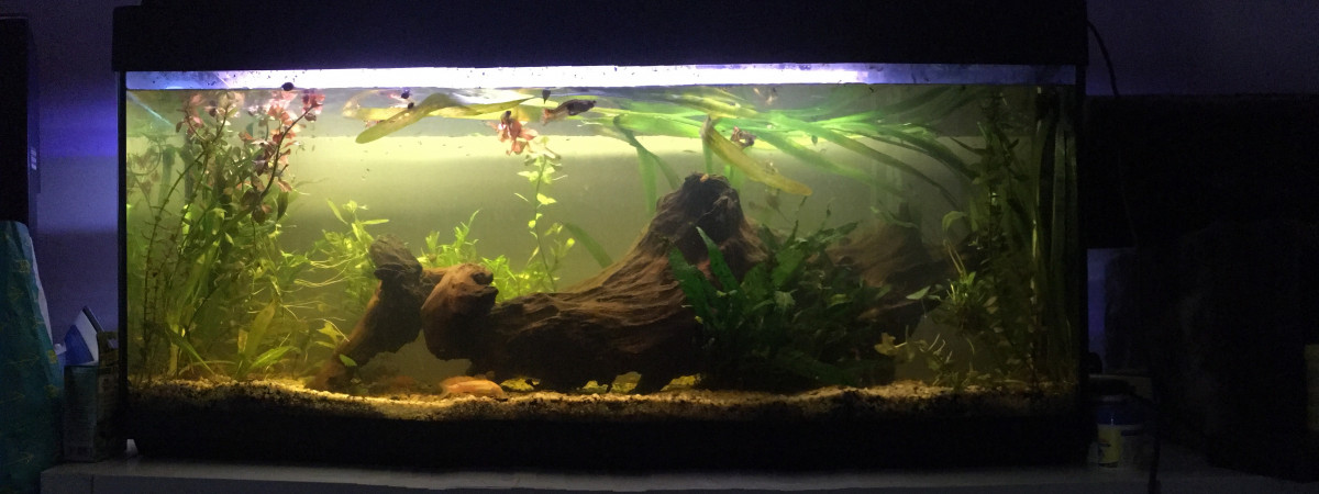 aquarium Amazonien