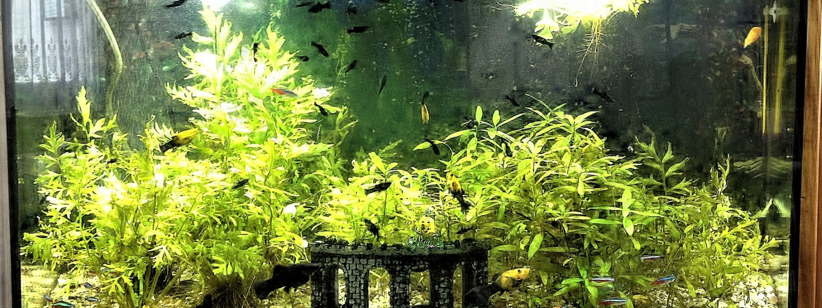 aquarium Tetra AquaArt Led