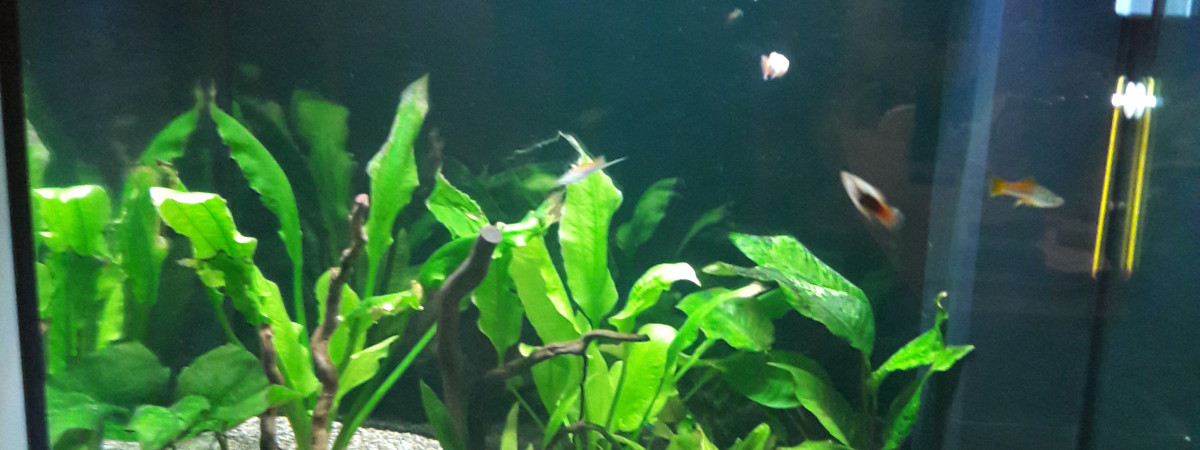 aquarium Lido 200