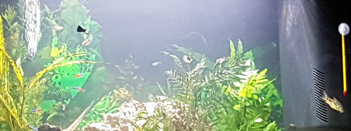 aquarium Atlandis