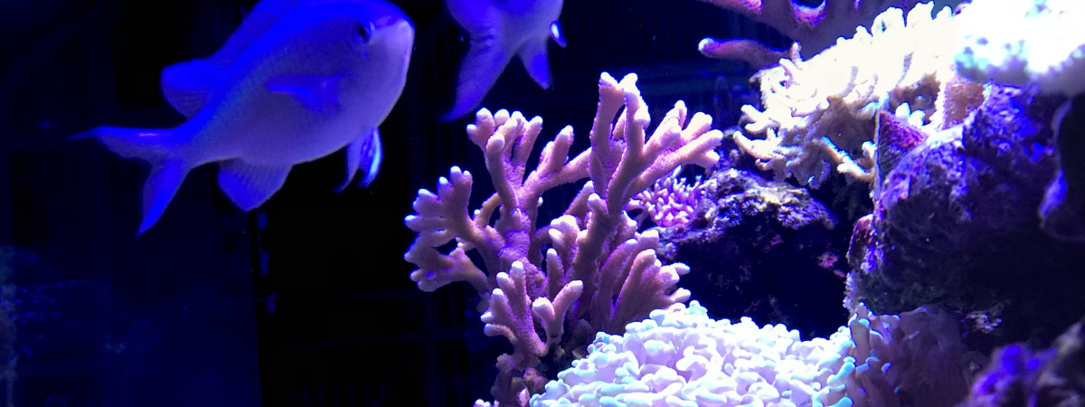 aquarium RedSea REEFER 425XL