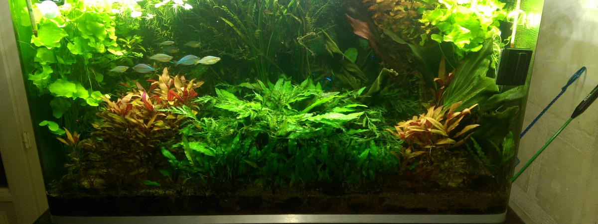 aquarium osaka
