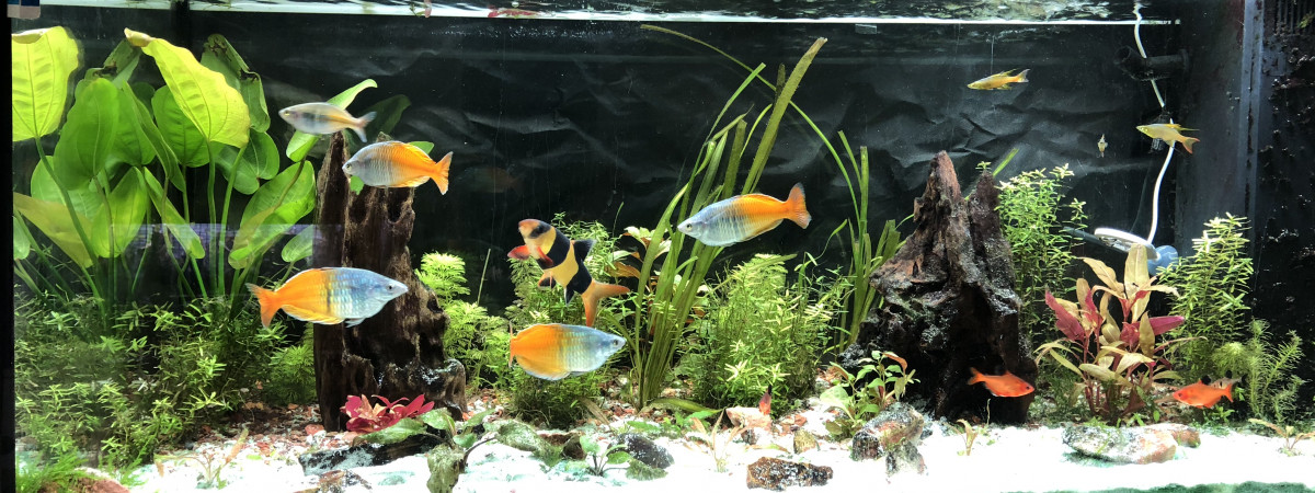 aquarium Bac austral