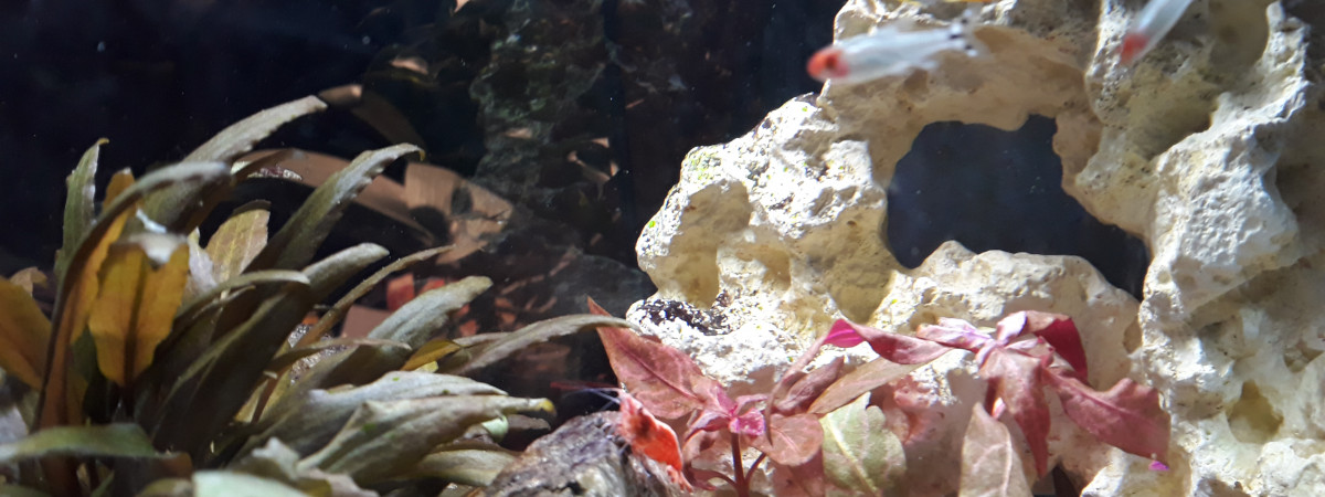 aquarium Les rochers