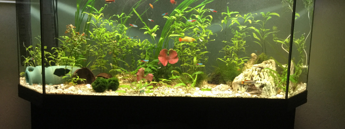 aquarium 150l