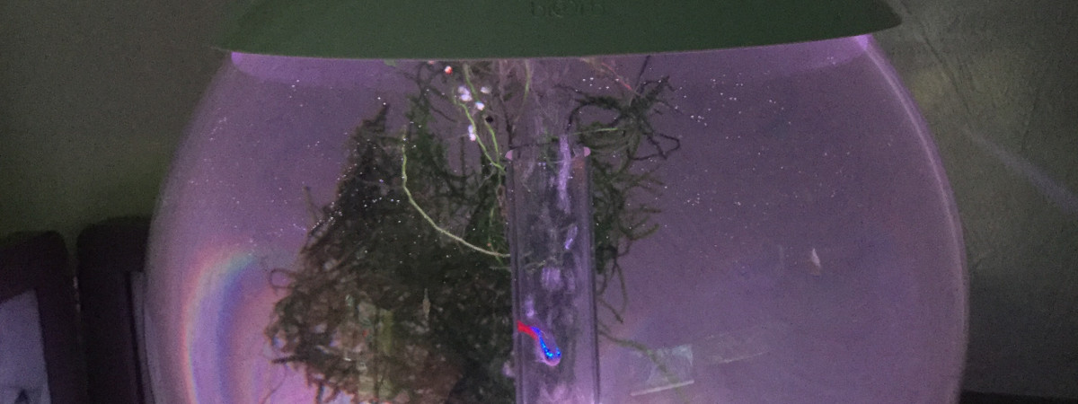 aquarium Biorb 15l