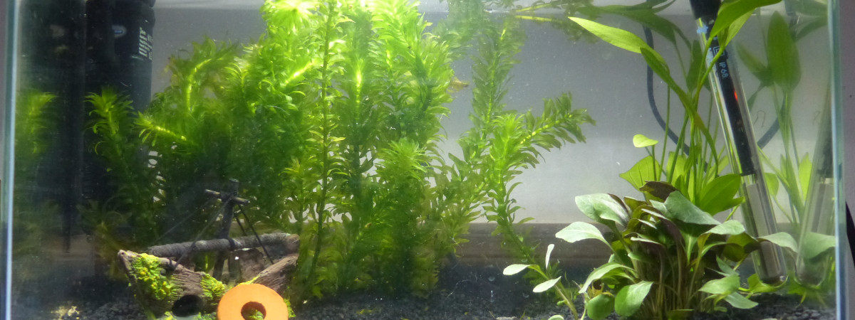 aquarium 20 L