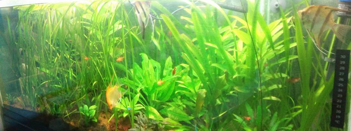 aquarium Mon Bac 550Litres