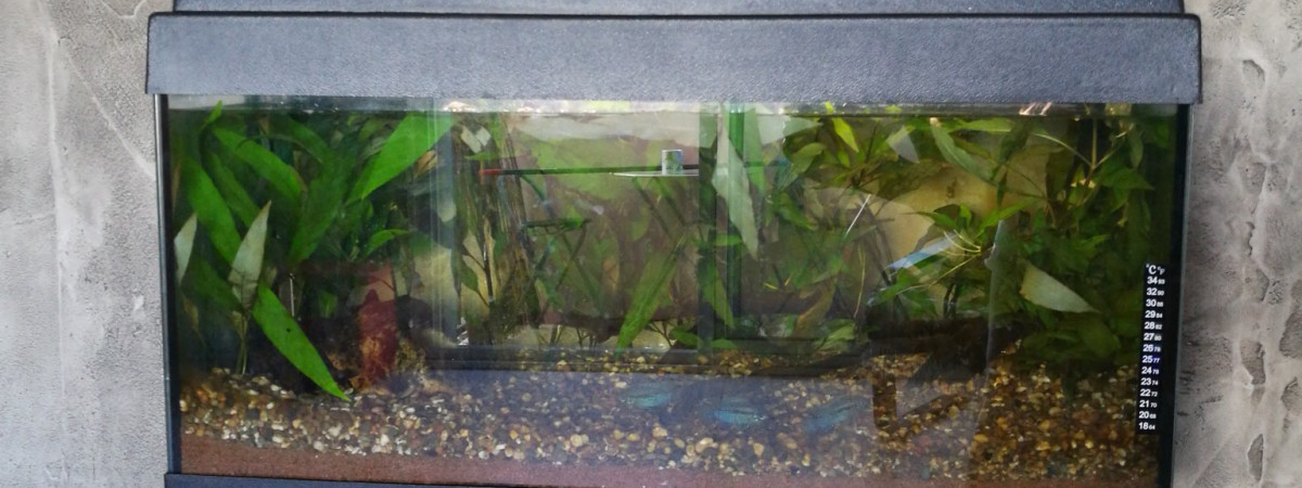 aquarium Laetacara Curviceps et Tetra cuivré