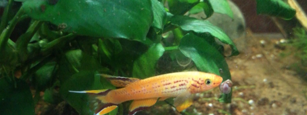 aquarium KILLIES CAP LOPEZ