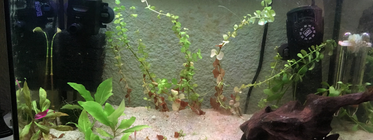 aquarium 20L