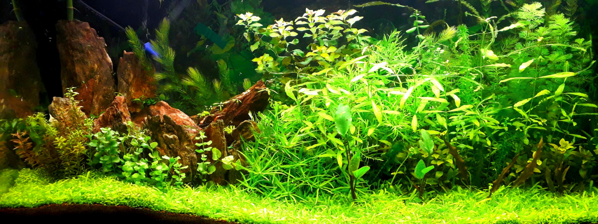 aquarium Aqua 210 litres net