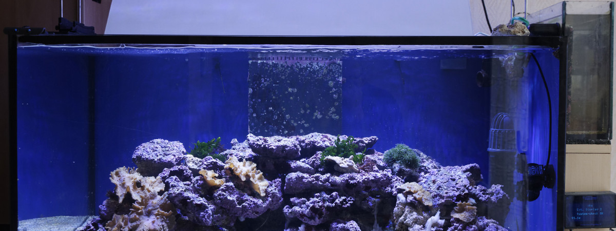 aquarium Récifal