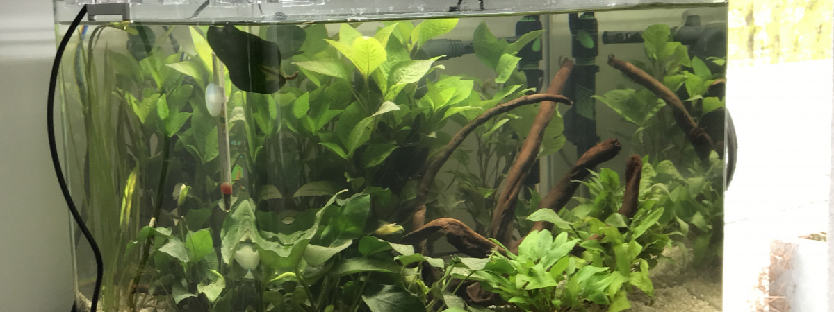 aquarium Tetra