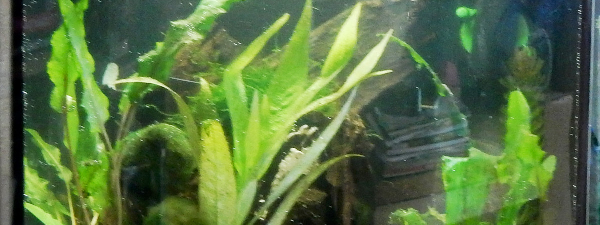 aquarium 30 L Killie
