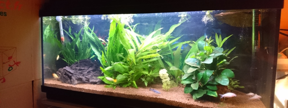 aquarium Bac 100L