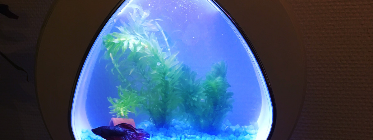 aquarium Betta