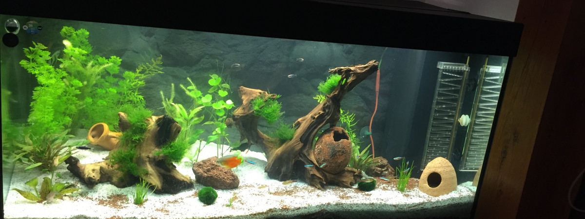 aquarium alexandre