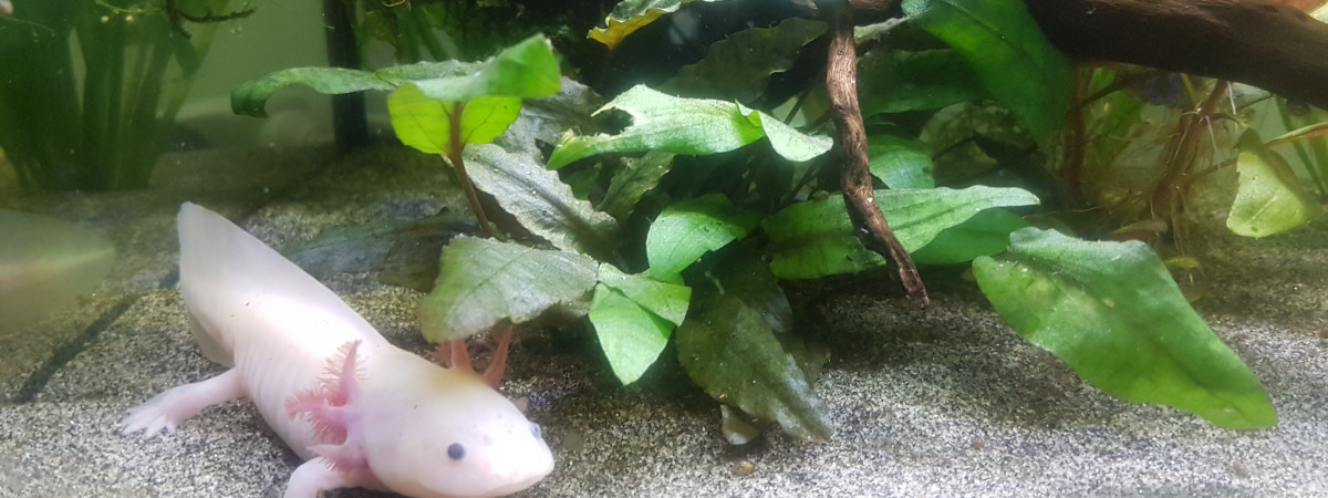 aquarium Axolotl in the garden