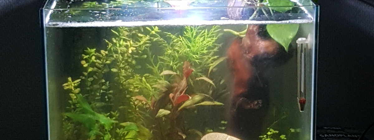 aquarium Nano cube naturel