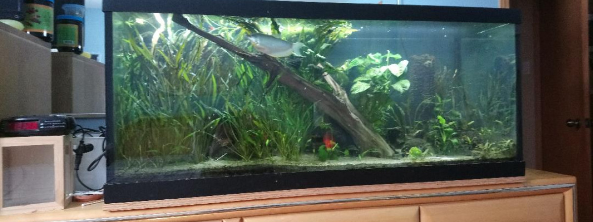 aquarium 75 gallons