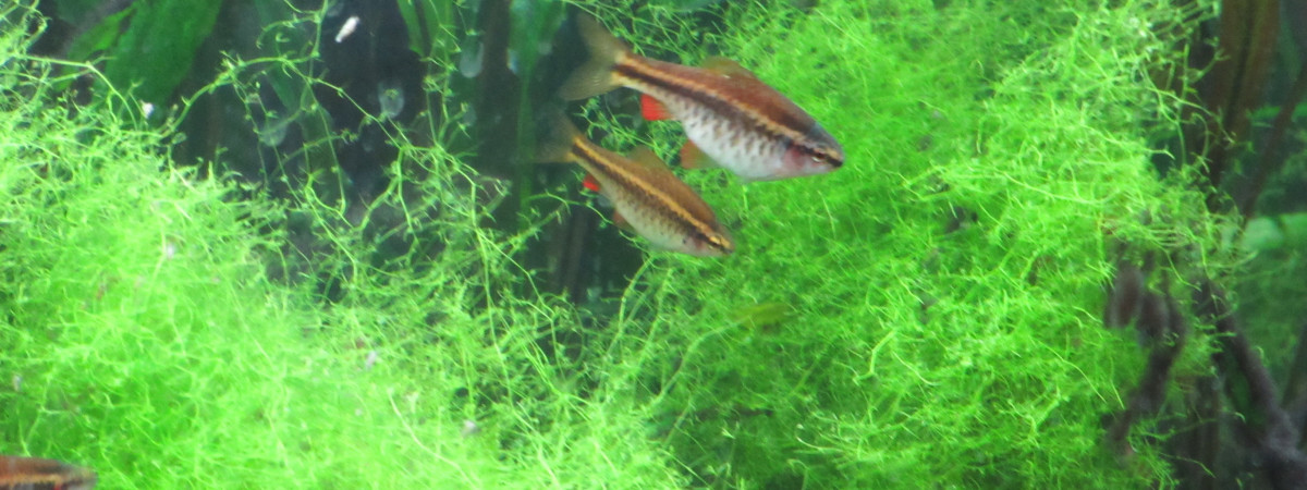 aquarium 65 gallons