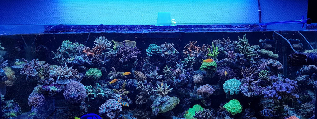 aquarium Ma petite barrière de corail