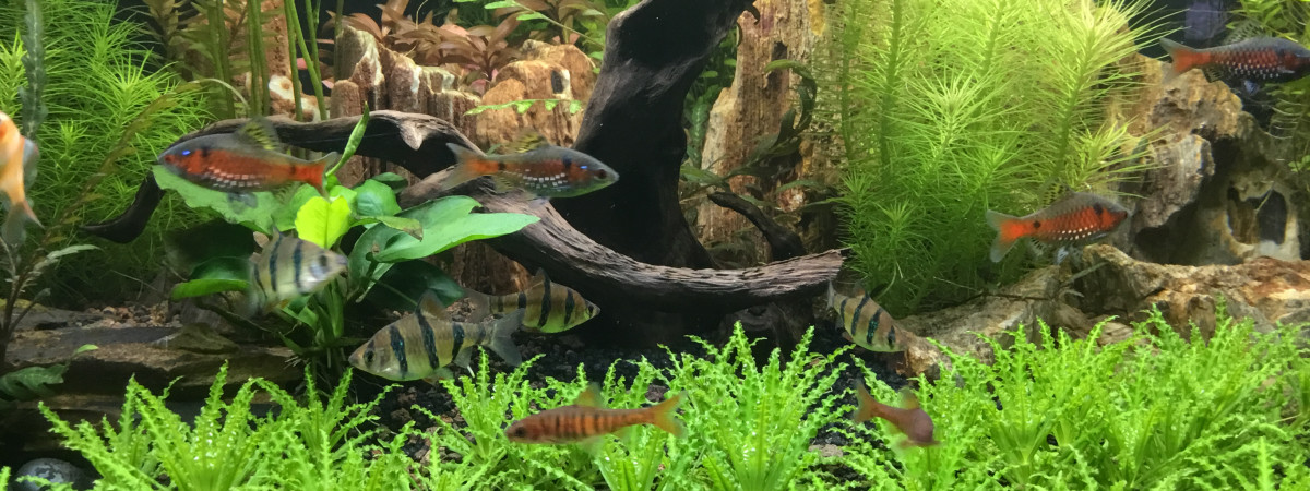 aquarium Trigon