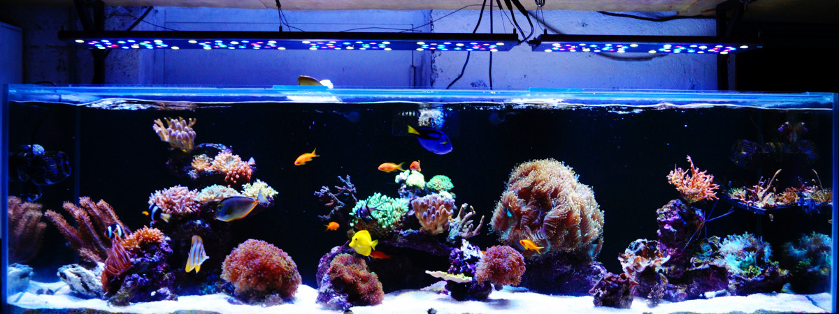aquarium 660 litres récifal