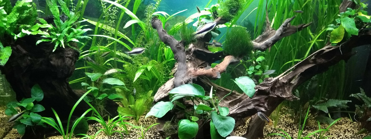 aquarium Ma junge