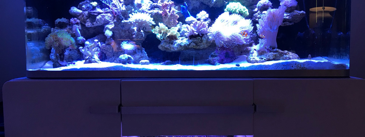 aquarium Osaka