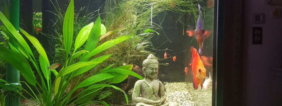 aquarium Amazonien