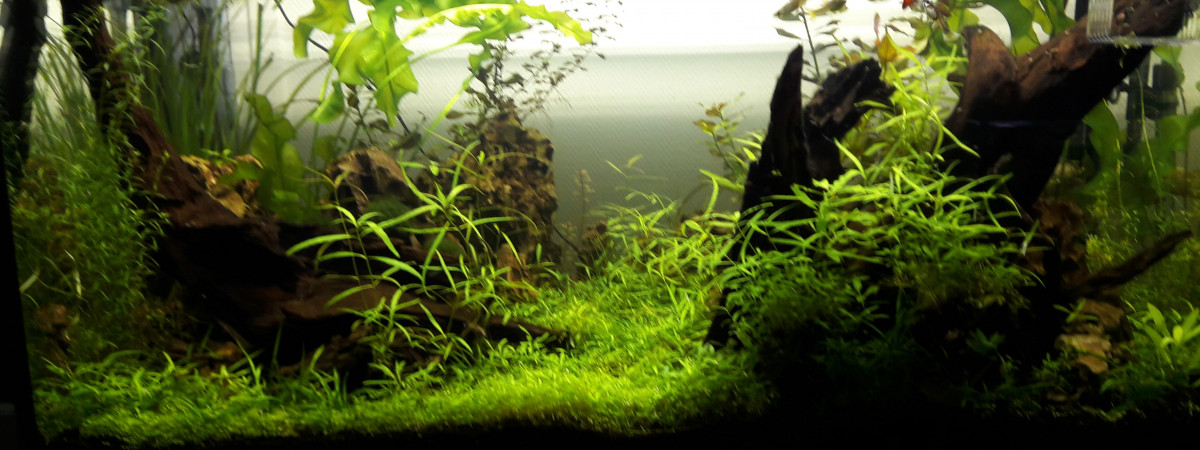 aquarium Aquascape 200L