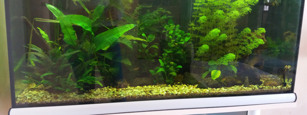 aquarium Asiatique 180 litres