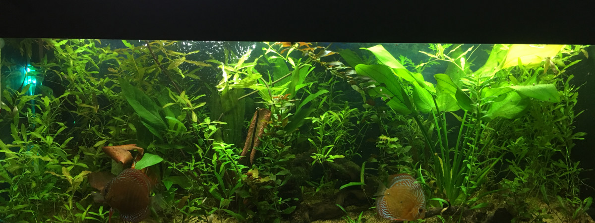 aquarium Amazonien 360l