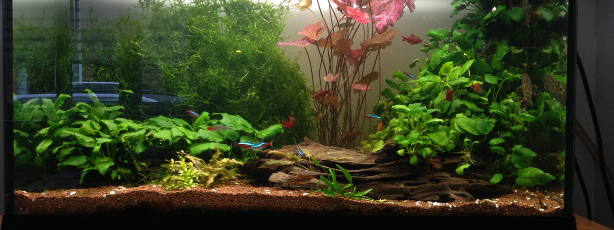 aquarium Aquarium 110 litres