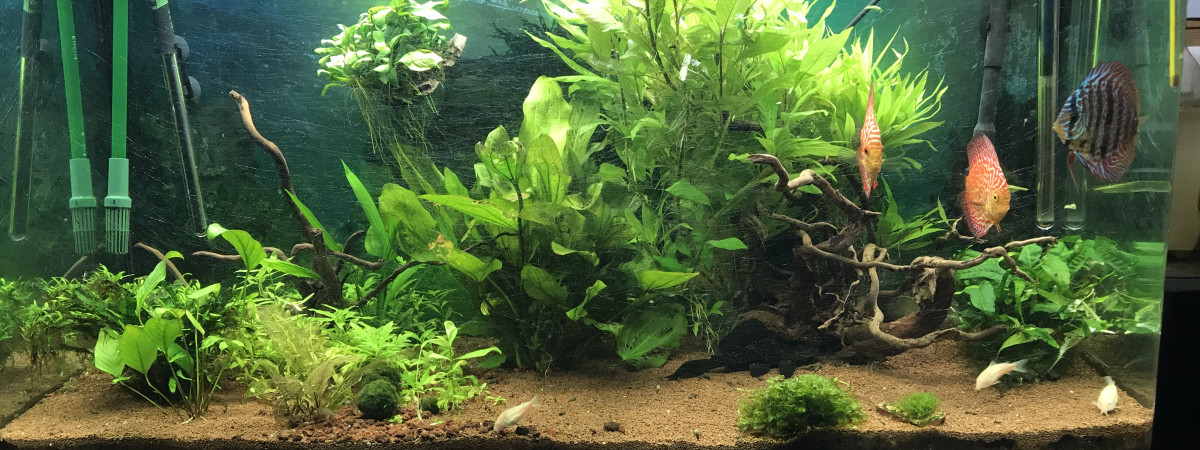 aquarium 320L discus  avec plantes