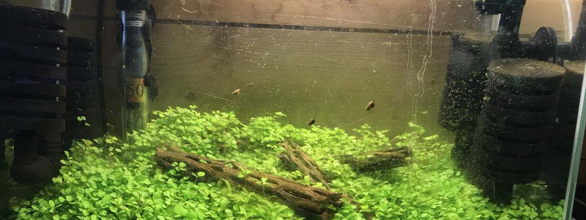 aquarium 20L en attente de crevettes