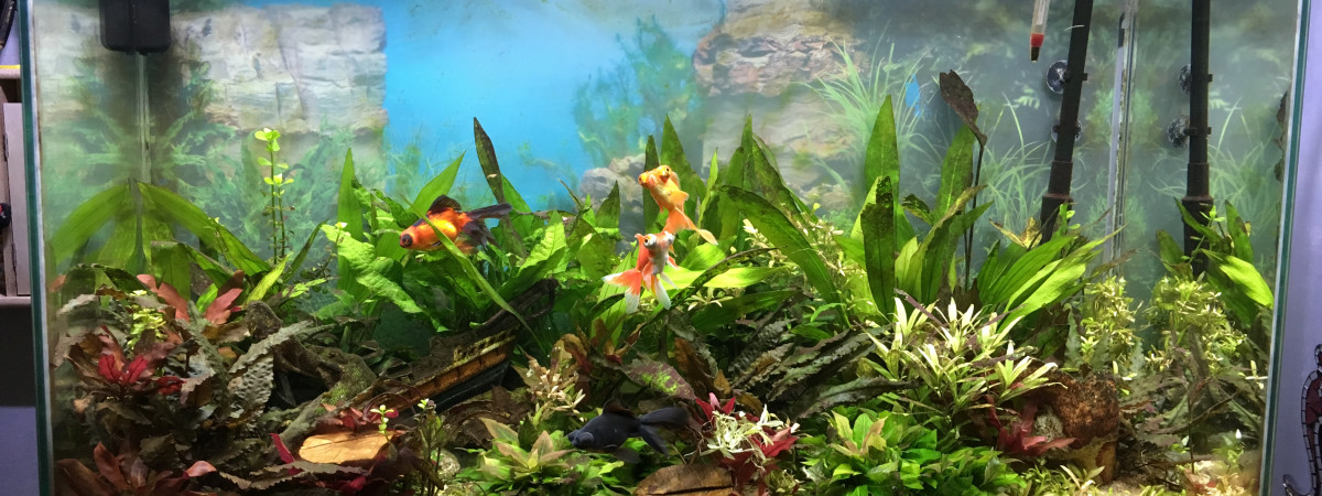aquarium audrey9272