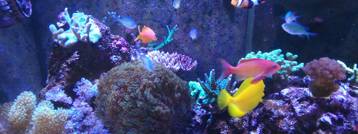 aquarium Récifal Central
