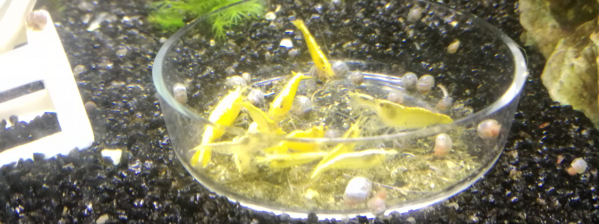aquarium Sakura yellow néon