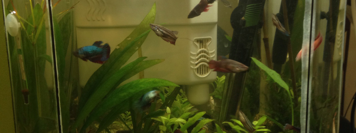 aquarium Combattants