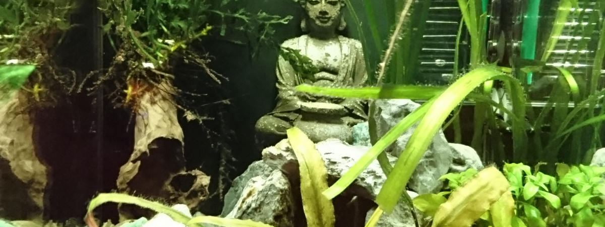 aquarium Nano